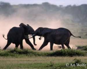 Elephants disturb health exercise in Assin South